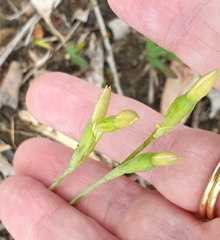 Thelymitra albiflora