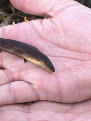 Gaidropsaridae