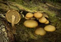 Kuehneromyces lignicola