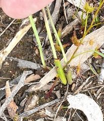 Thelymitra albiflora