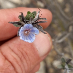 Lobostemon fruticosus