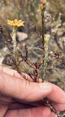 Osteospermum polygaloides