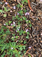 Medicago arabica
