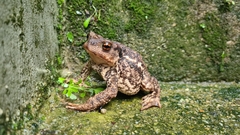 Bufo spinosus