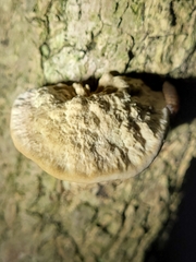 Trametes trogii
