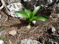 Drimia numidica
