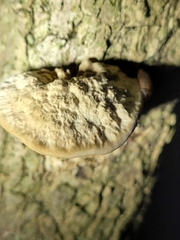 Trametes trogii