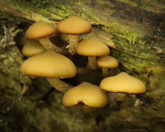 Kuehneromyces lignicola