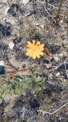 Osteospermum polygaloides