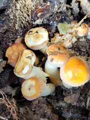 Hygrophorus chrysodon