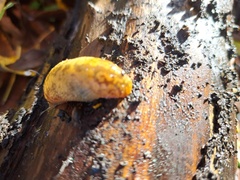 Limacus