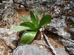 Drimia numidica