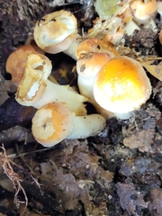 Hygrophorus chrysodon