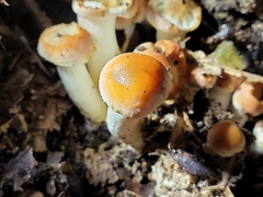 Hygrophorus chrysodon