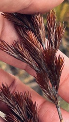 Thamnochortus insignis