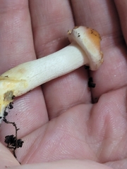 Hygrophorus chrysodon