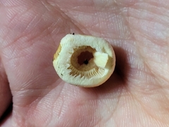 Hygrophorus chrysodon