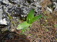 Drimia numidica