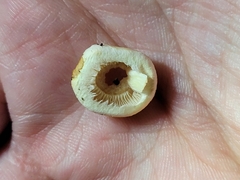 Hygrophorus chrysodon