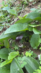 Arisarum simorrhinum