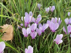 Cyclamen