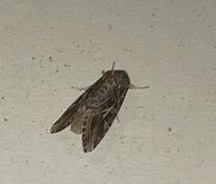 Spodoptera litura