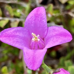 Boronia spathulata