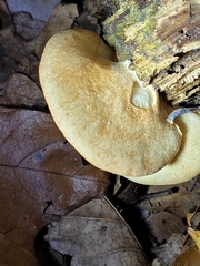 Crepidotus crocophyllus