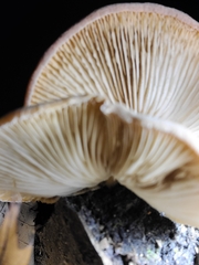 Crepidotus crocophyllus