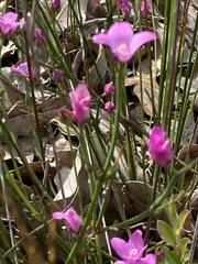 Boronia spathulata