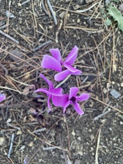 Cyclamen