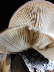 Crepidotus crocophyllus