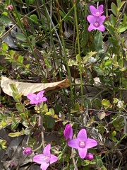 Boronia spathulata