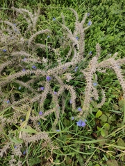 Echium vulgare