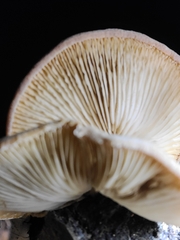 Crepidotus crocophyllus