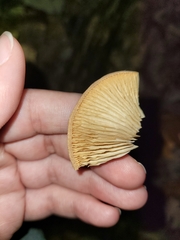 Crepidotus crocophyllus