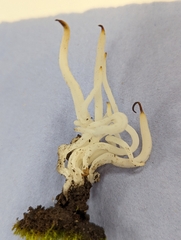 Clavaria fragilis