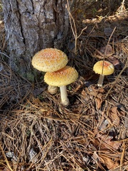 Amanita persicina