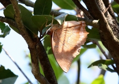 Charaxes