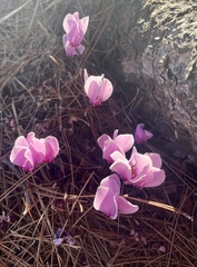 Cyclamen