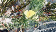 Aspalathus alopecurus