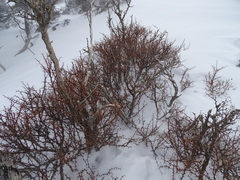 Berberis cretica