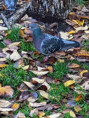 Columba livia domestica