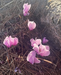 Cyclamen