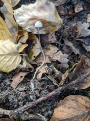 Mycena vitilis