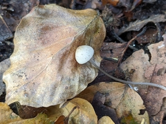 Mycena vitilis