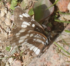 Neptis rivularis