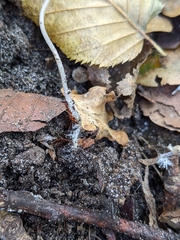 Mycena vitilis