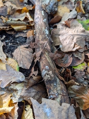 Mycena vitilis