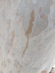 Triboniophorus graeffei